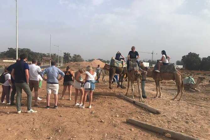 Agadir Camel Riding - Wildlife spotting in winter: flamingos, turtles, and migratory birds