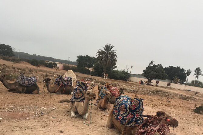 Agadir Camel Riding - Price and value: what $23.26 gets you, and what to budget extra
