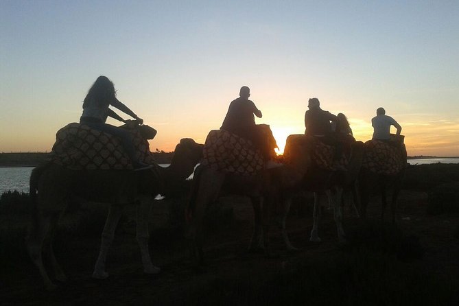 Agadir Camel Riding +Sunset and Dinner( barbecue) - The Oued Souss River Route: Flamingos, Egrets, and a Real Guide