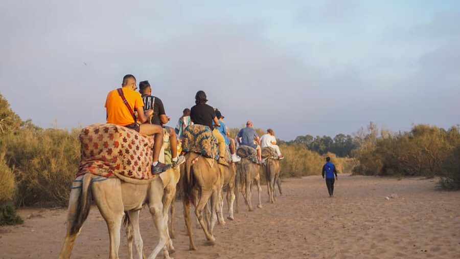 Agadir: Camel Riding Tour with Tea Drink - Who This Tour Suits Best in Agadir