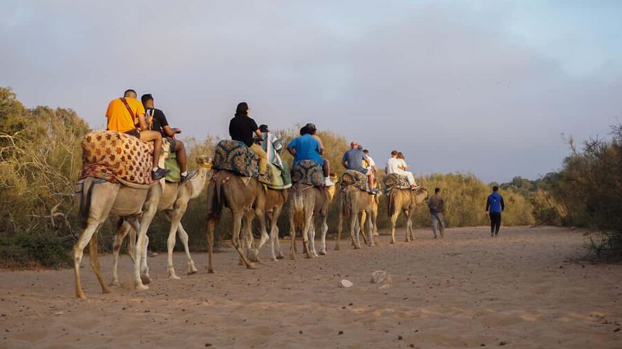 Agadir: Camel Riding Tour with Tea Drink - Practical Comfort Tips That Make the Ride Easier