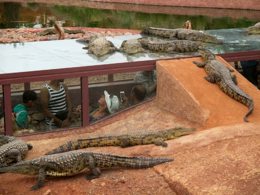 Agadir City Tour & Crocodile Park Adventure & Entry Ticket - Argan oil production stop: learn the process, but treat sales calmly