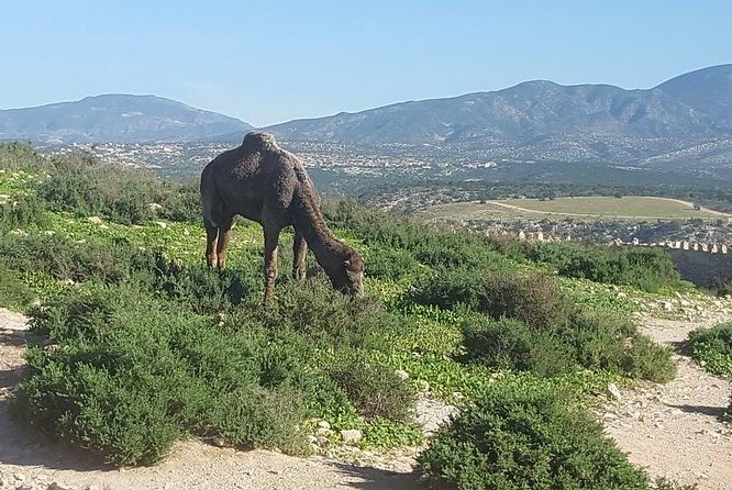 Agadir city tour from riu palace tikida taghazout - Mohamed V Mosque: a respectful stop with a quick pay-off