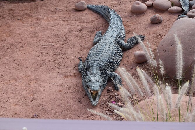 Agadir Crocodile Park Adventure - What the architecture and layout mean for your visit (not just how it looks)
