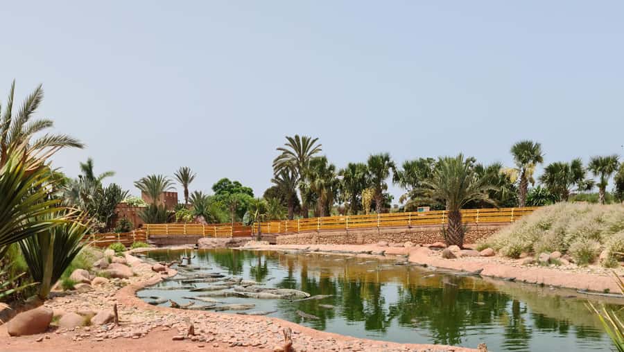 Agadir: Crocoparc Entry Ticket with Transfers, Guide, & Tea - First up: getting to Crocoparc without the Agadir stress