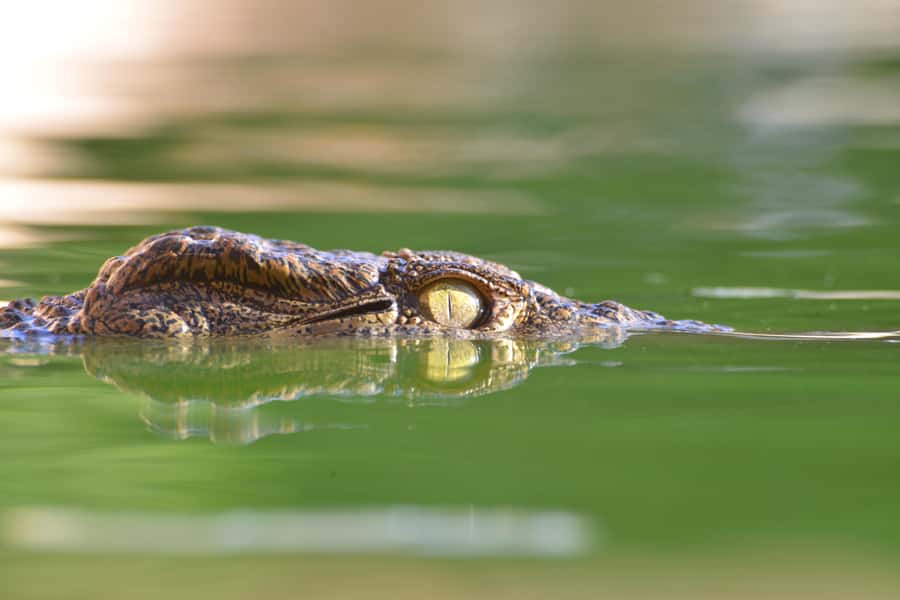 Agadir: Crocoparc Skip-the-Line Entry Ticket - Crocoparc Agadir: why this reptile park feels different