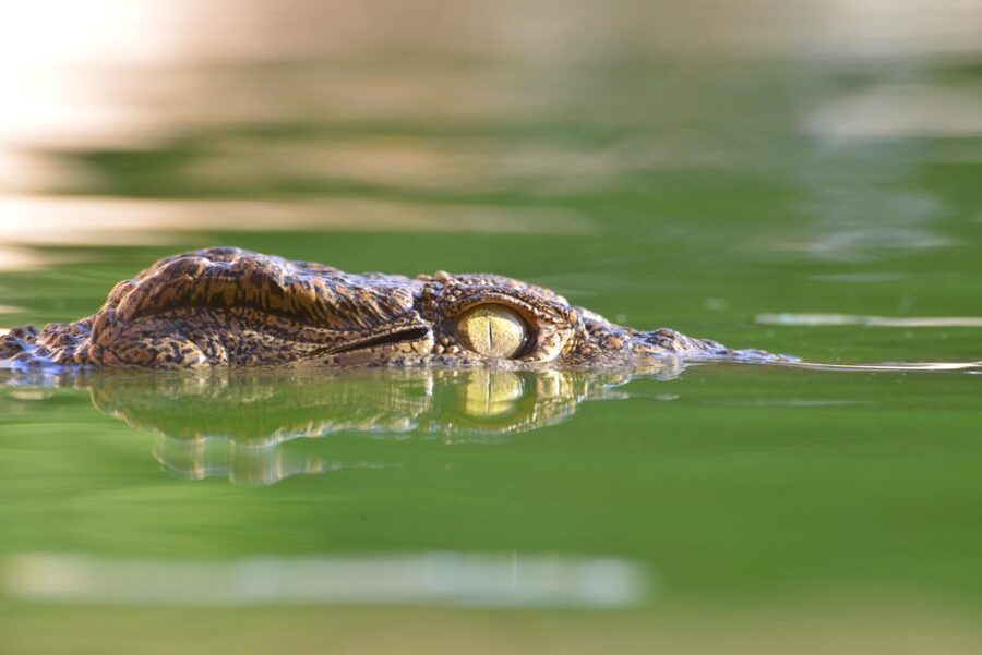 Agadir: Crocoparc Skip-the-Line Entry Ticket - How long to plan, where to eat, and what to budget