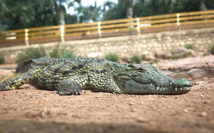 Agadir Crocoparc: Ticket and Transfer - Food Options When Meals and Drinks Are Not Included