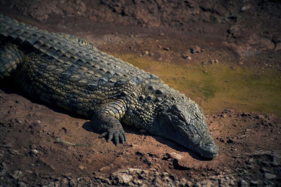 Agadir Crocoparc: Ticket and Transfer - How the Two-Hour Visit Works, and How to Plan for Extra Time