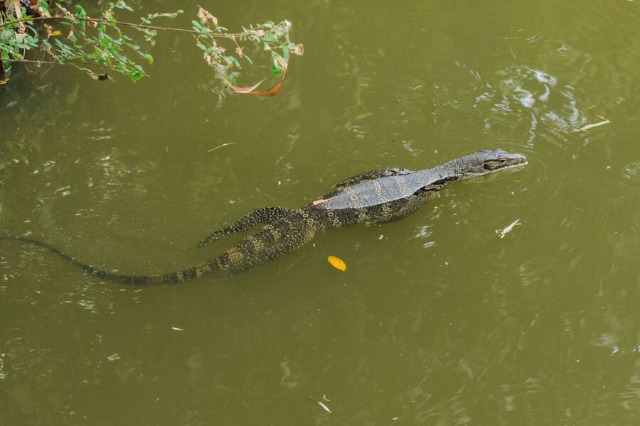 Agadir Crocoparc: Ticket and Transfer - Languages, Staff Help, and What Makes This Feel Easy