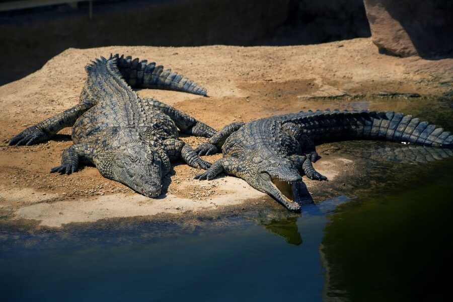 Agadir Crocoparc: Ticket and Transfer - Who This Is For (and Who Might Want a Different Plan)