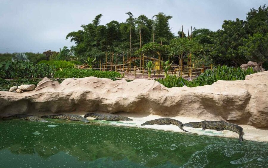 Agadir Crocoparc: Ticket and Transfer - Tropical Area: Belombra trunks, bamboo, palms, and bromeliads