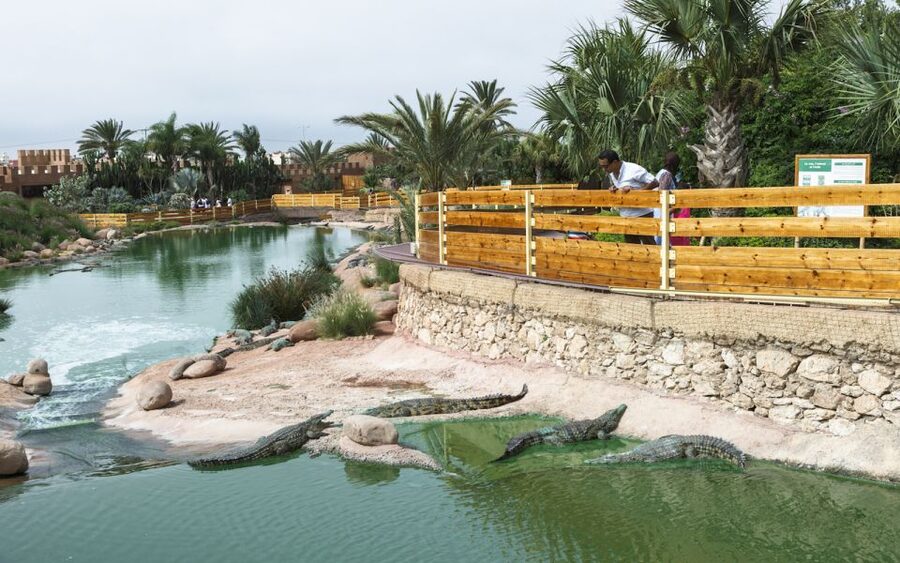 Agadir Crocoparc: Ticket and Transfer - Timing Your Two Hours So You Actually See Everything
