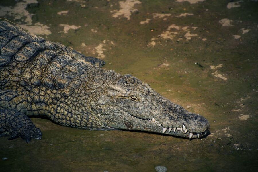 Agadir Crocoparc: Ticket and Transfer - Hotel Pickup to Crocoparc: Keeping the Day Relaxed