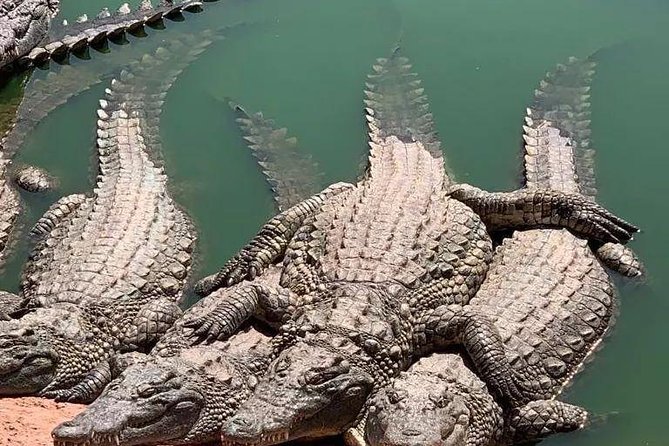 Agadir Crocoparc Transfer & Admission tickets - Feeding time: how to time your visit for extra excitement