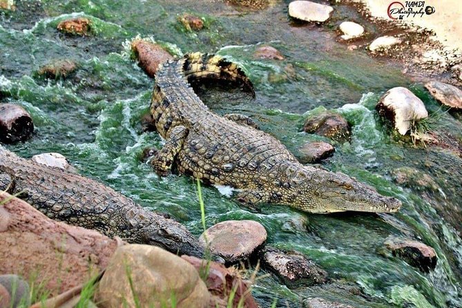 Agadir Crocoparc Transfer & Admission tickets - The group size matters more than you think