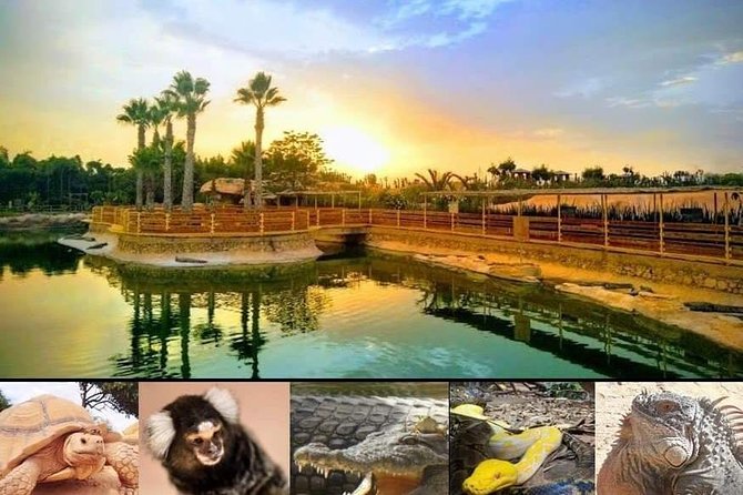 Agadir Crocoparc Transfer & Admission tickets - Your walk through Crocoparc: crocodiles, iguanas, snakes, and friends