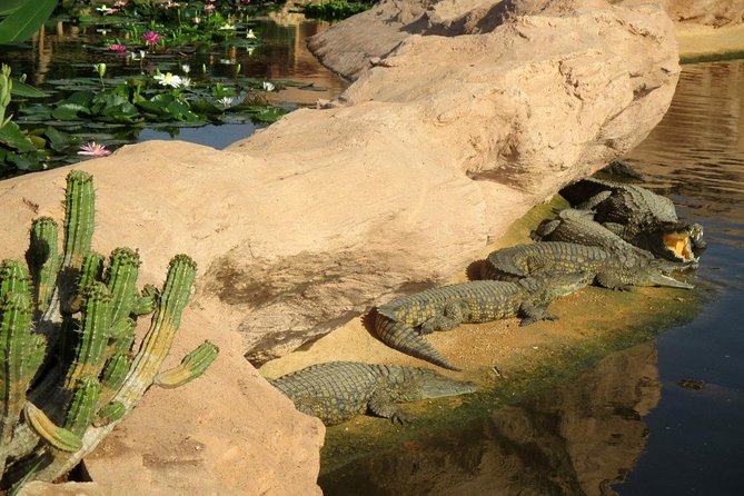 Agadir Crocoparc With Transfer & Admission ticket - Arriving at Crocoparc: gate photos and a quick start