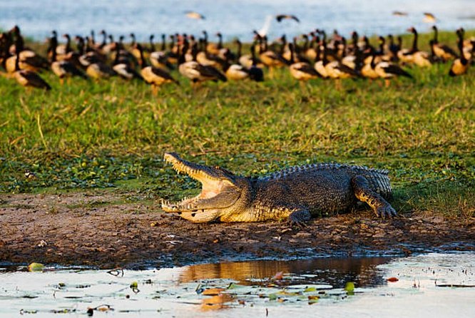 Agadir Crocoparc With Transfer & Admission ticket - The photo and video souvenir element you’ll want to plan for