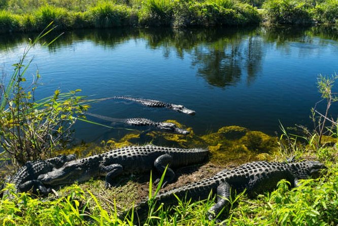 Agadir Crocoparc With Transfer & Admission ticket - Price and logistics: does $36.01 feel like good value?