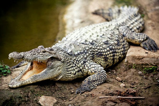 Agadir Crocoparc With Transfer & Admission ticket - Who will enjoy this most?
