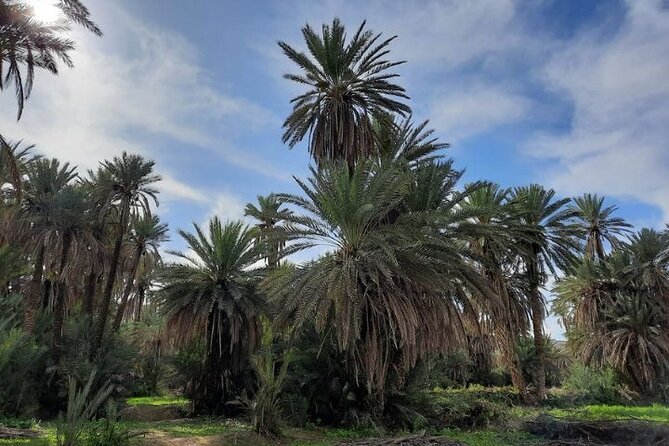 Agadir Day Trip to Taroudant and Tiout Oasis with Lunch - How the 8 Hours Usually Feels in Real Life