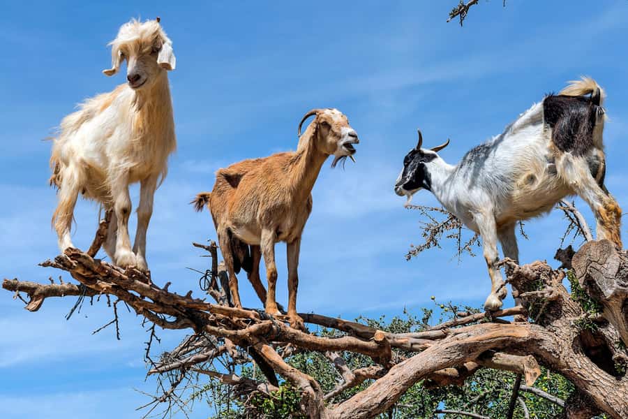 Agadir: Discover Argan Tree-Climbing Goats on a Morning Tour - Argan-tree goats: the morning show you did not expect