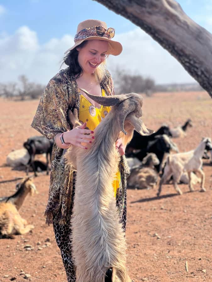 Agadir: Discover Argan Tree-Climbing Goats on a Morning Tour - The goat spectacle: branches, shepherd help, and baby-goat moments