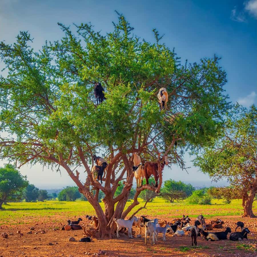 Agadir: Discover Argan Tree-Climbing Goats on a Morning Tour - Who this tour fits best, and who should skip it