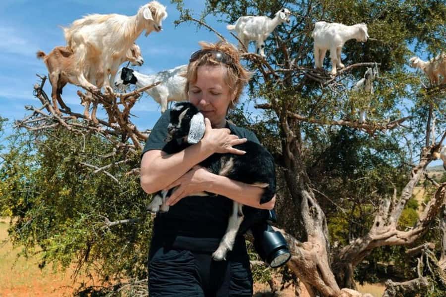 Agadir: Discover Argan Tree-Climbing Goats on a Morning Tour - Hotel pickup and timing: exactly how a 150-minute tour works