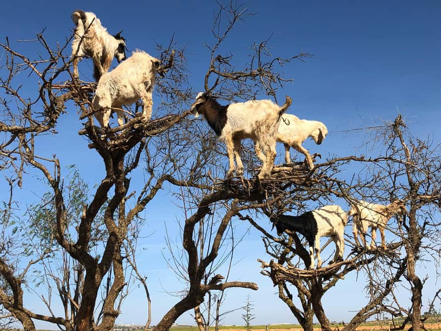 Agadir: Essaouira Guided Day Trip - Flying goats and Berber tea: the argan-tree stop that sets the tone