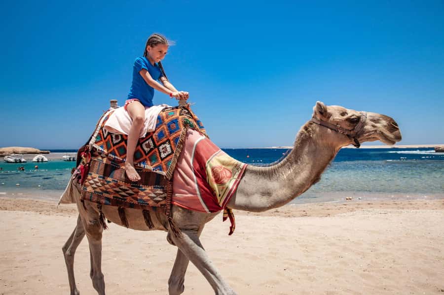 Agadir: Flamingo River Camel Ride with Optional BBQ Dinner - Key highlights at a glance