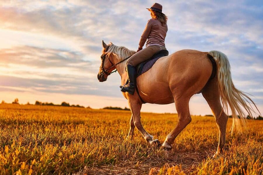 Agadir: Forest and Sand Dunes Guided Horse Riding - Eucalyptus Forests: A Cooler Ride Through Real Green Outside the City