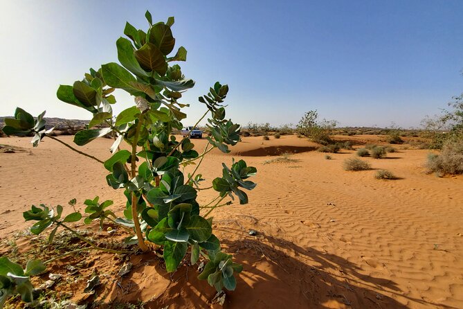 Agadir Jeep Safari Desert Day Trip including Lunch & camel ride - A full-day mix of off-road, birds, and Tiznit silver