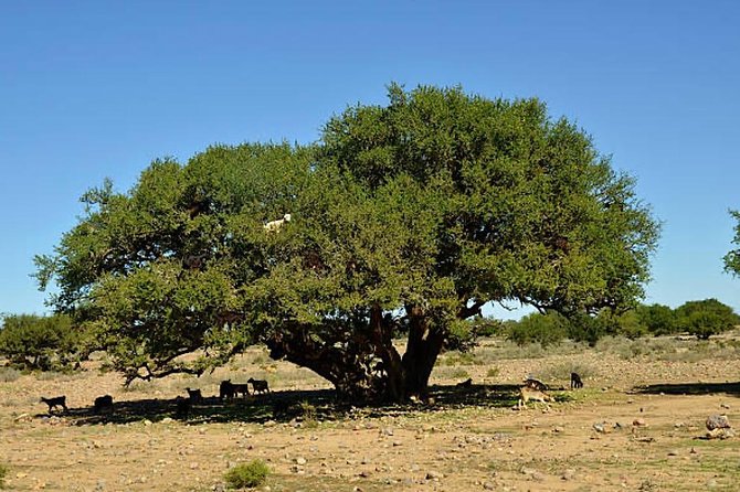 Agadir Morocco 4WD Sahara Tours with Lunch - What the 4WD Day Feels Like in Real Life (and How to Make It Smooth)