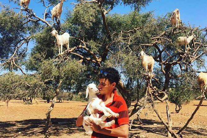 Agadir Morocco: Day Trip To Taroudant & Tiout Oasis with Lunch - Argan trees, goats, and quick route photo stops