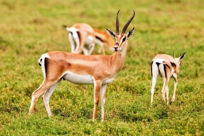 Agadir National Park & 4×4 Jeep Desert Safari Tour with Lunch - Key things to know before you go
