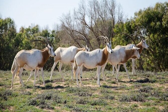 Agadir National Park & 4×4 Jeep Desert Safari Tour with Lunch - Pottery making stop and souvenir time that feels optional