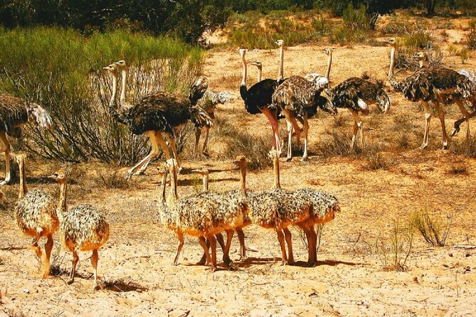 Agadir National Park & 4×4 Jeep Desert Safari Tour with Lunch - Who should book this Agadir 4WD desert safari
