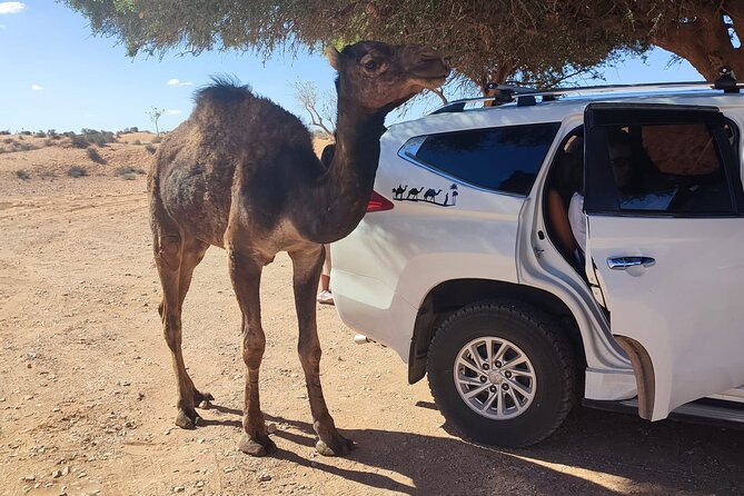 Agadir or taghazout : 4×4 Jeep Sahara Desert Trip with Lunch - Barrage Youssef Ben Tachfine: panoramic country views from the hill