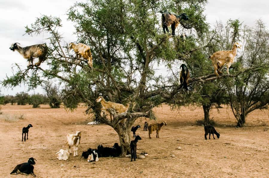 Agadir or Taghazout: Goat on Trees and Crocoparc with Pickup - Key Highlights You Can Count On