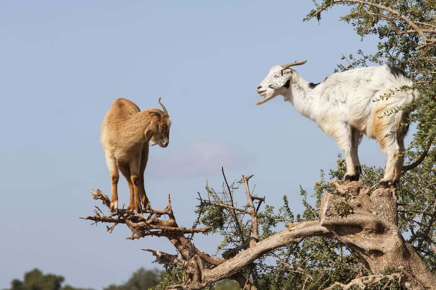 Agadir or Taghazout: Goat on Trees and Crocoparc with Pickup - Watching Goats Climb Argan Trees in South Agadir