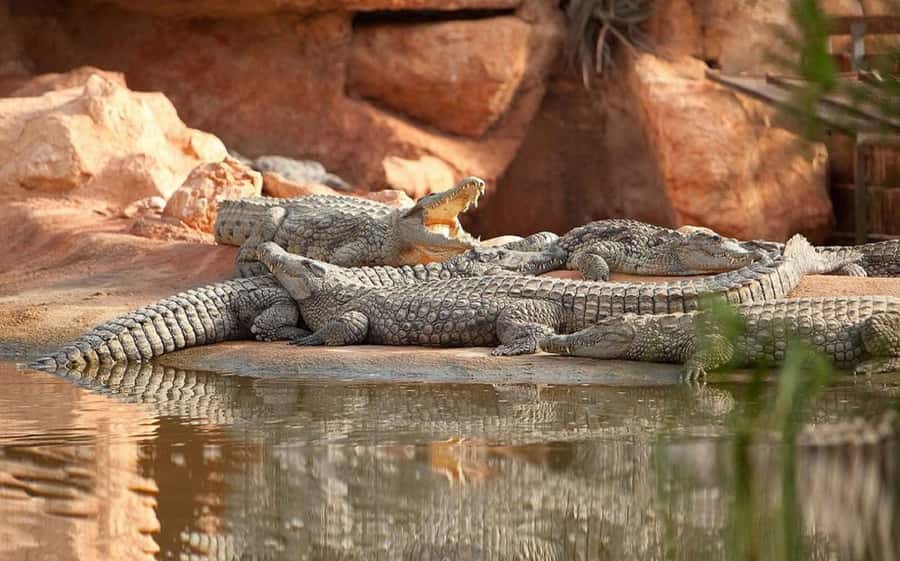 Agadir or Taghazout: Goat on Trees and Crocoparc with Pickup - How the Morning Timeline Fits 5 to 6 Hours