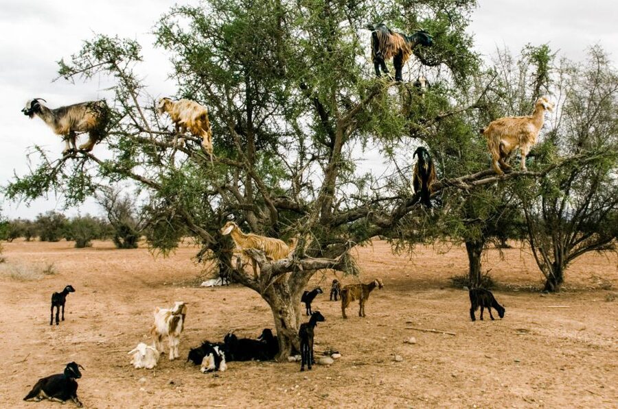 Agadir or Taghazout: Goat on Trees and Crocoparc with Pickup - Animal Welfare: What to Look For While You Enjoy