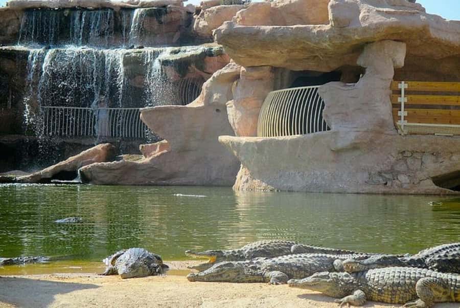 Agadir or Taghazout: Goat on Trees and Crocoparc with Pickup - FAQ