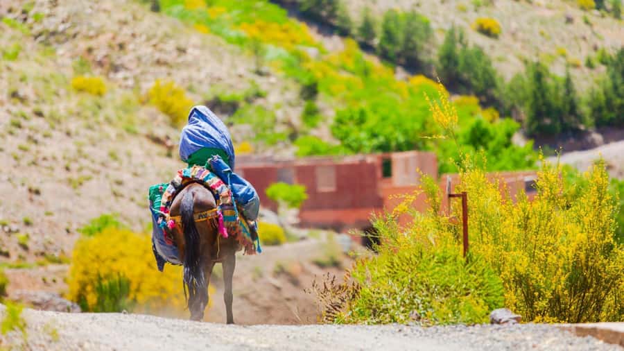 Agadir or Taghazout: Paradise Valley Atlas Mountain Trip - Key highlights you will feel right away