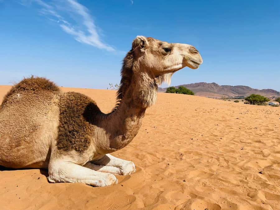Agadir: Paradise Valley & Desert Sand Dunes with Camel Ride - Tamri lunch: homemade tahini, the part you’ll remember later