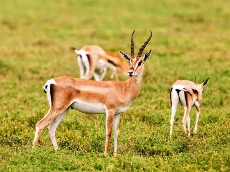 Agadir: Sous Massa National Park Desert Safari Tour & Lunch - Souss-Massa Safari From Agadir: What You’re Really Buying