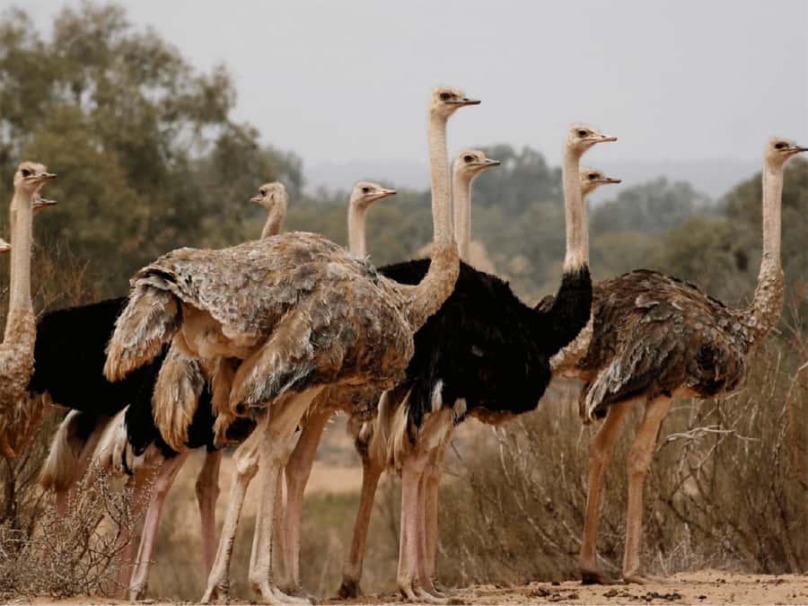 Agadir: Sous Massa National Park Desert Safari Tour & Lunch - The River of Souss and Birdwatching Moments