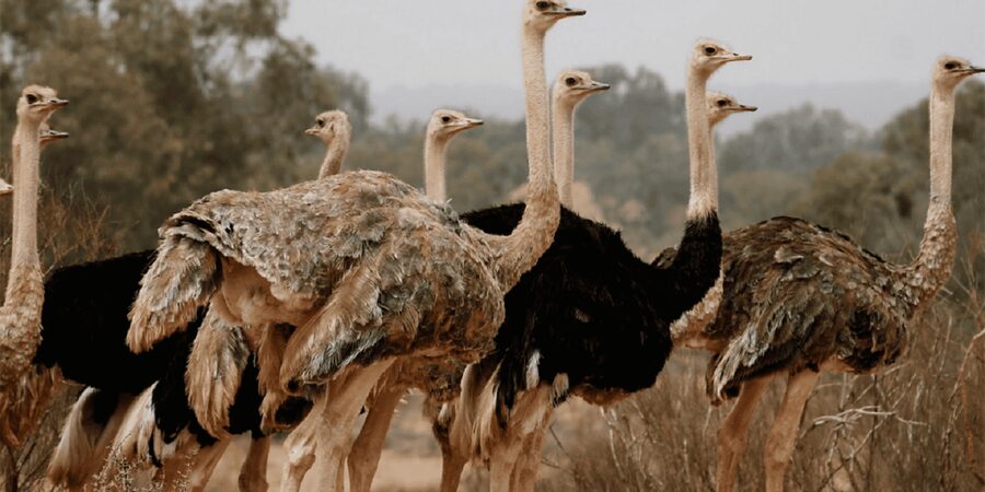 Agadir: Sous Massa National Park Desert Safari Tour & Lunch - Fisherman’s Cave and City of Massa Driving: Coastal Culture Layer